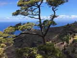 La Palma (79)