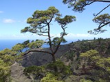 La Palma (8)